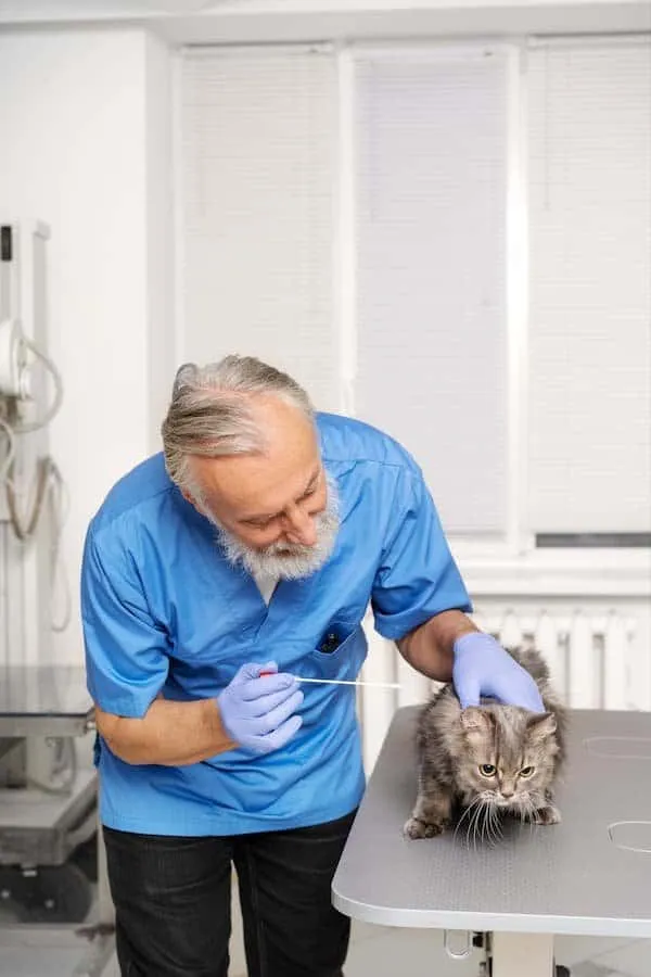 veterinaer-bei-der-impfvorbereitung-in-einer-tierklinik