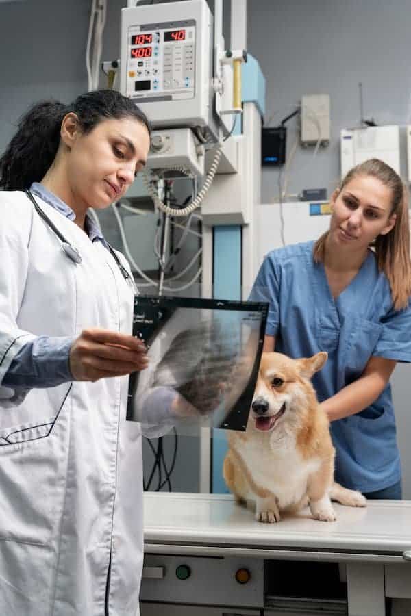 ein tierarzt mit einer roentgenaufnahme untersucht die magendrehung