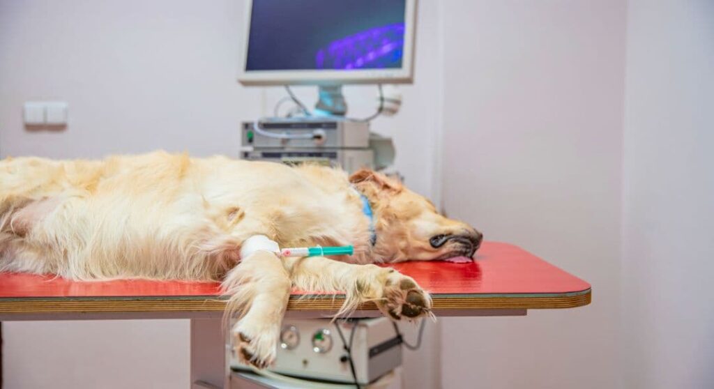 golden_retriever_bei_einer_behandlung_in_einer_tierklinik