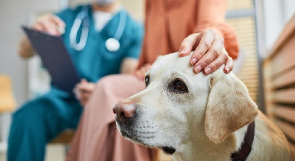 aufstellung_der_behandlungskosten_bei_einer_hundechirurgie