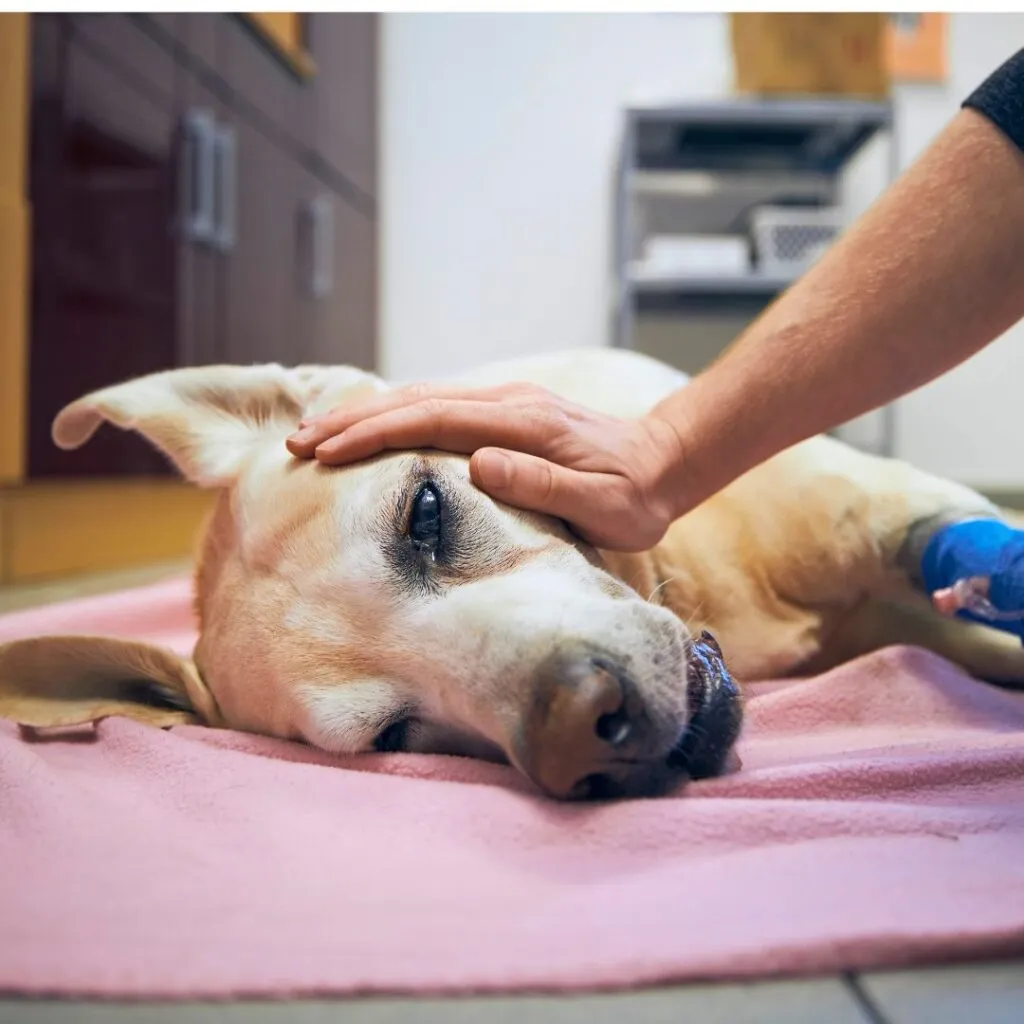 hunde_op_kosten_2025