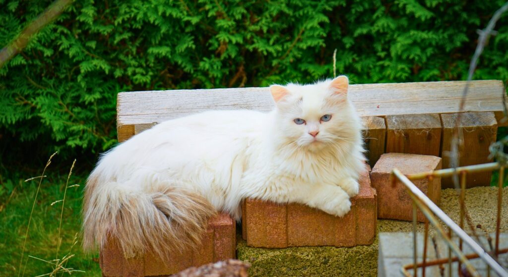 katzenverletzungen_weiße _perserkatze_auf_einer_bank