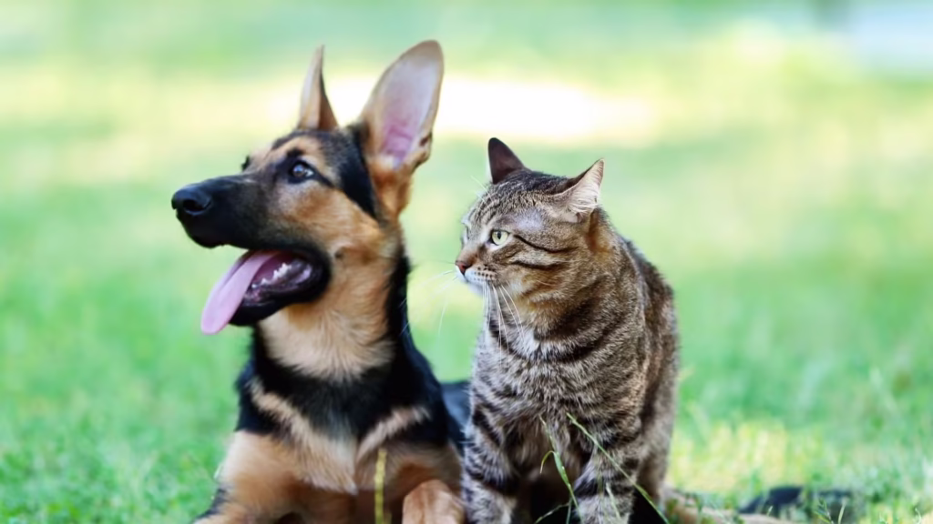 hund_und_katze_auf_einer_wiese