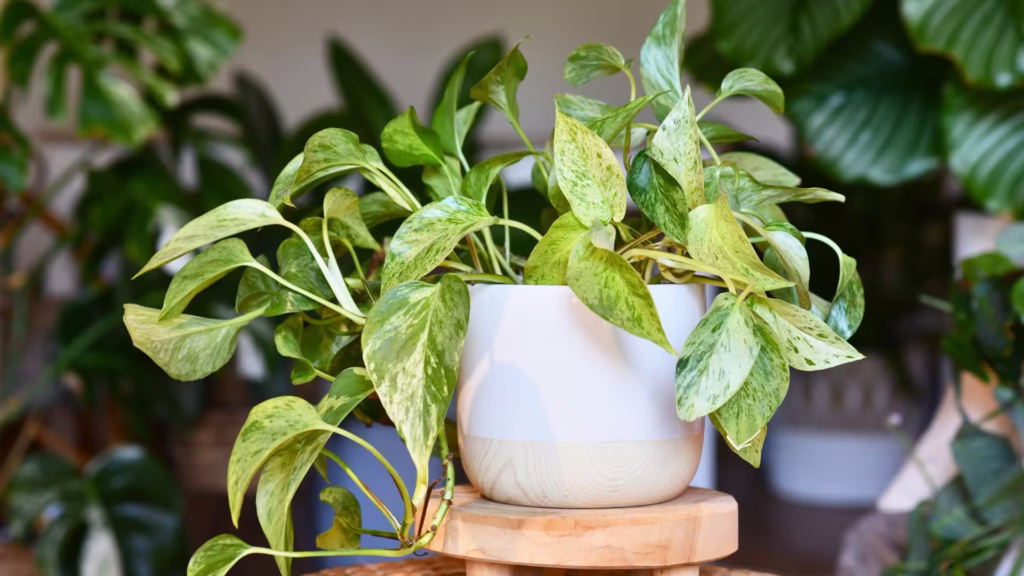 Efeutute_Epipremnum_der_Klettertod