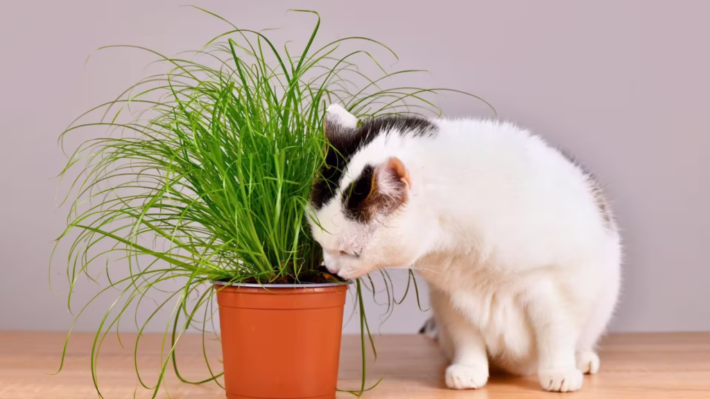 Katzengras_Cyperus_zumula_der_Verdauungsprofi