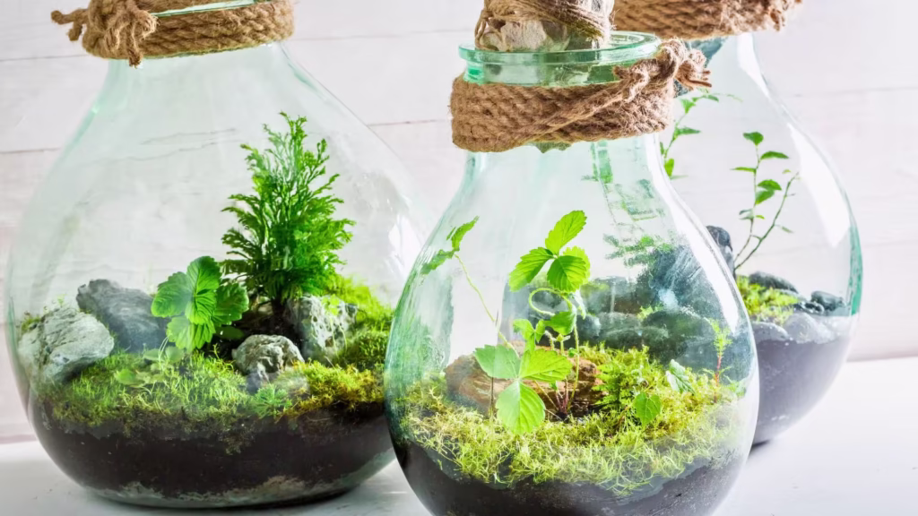 Terrarien_Geschlossene_Glasbehälter_für_toxische_Pflanzen