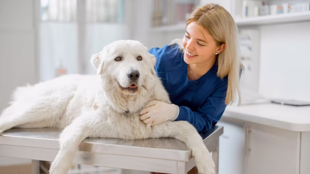 grosser_hund_bei_einer_behandlung