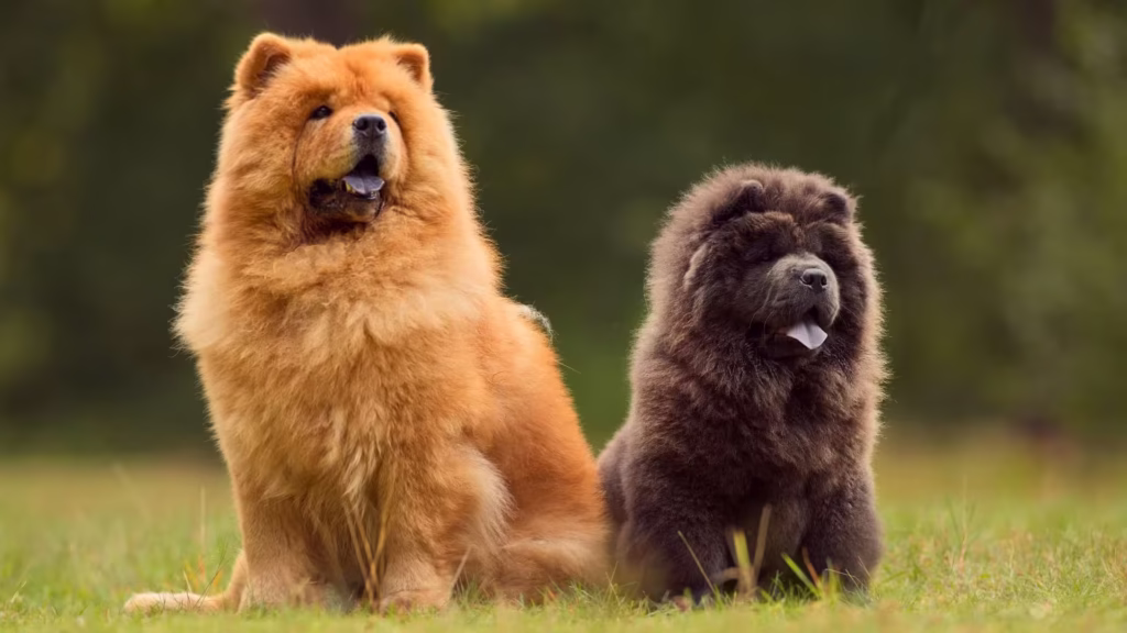 chow_chow_mit_beigem_undschwarzem_fell