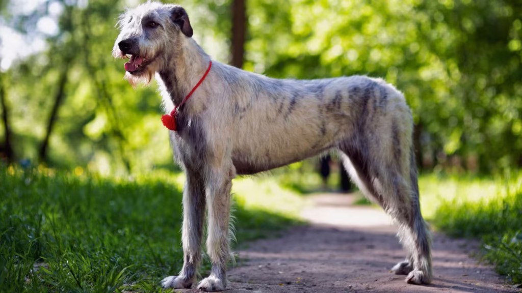 irischer_wolfshund