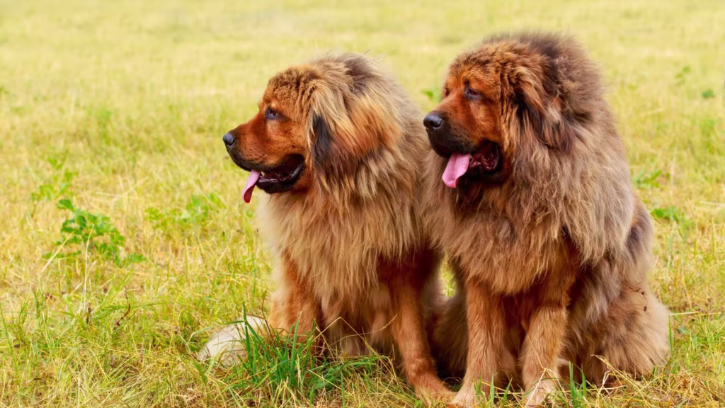 zwei_tibet_doggen_auf_einer_wiese