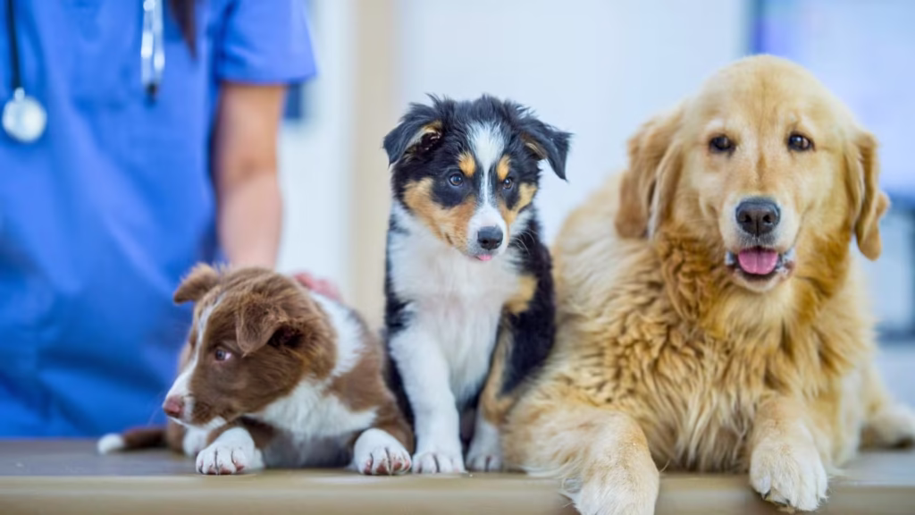 hunderassen_und_hundegroessen_fuer_hunde_op_versicherung