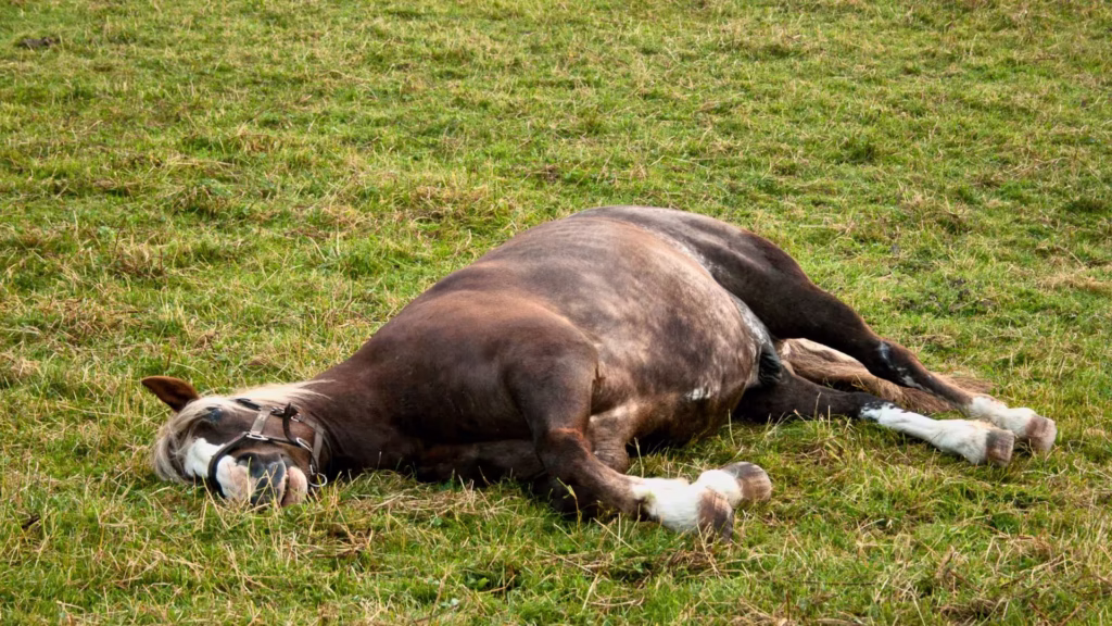 kolik_beim_pferd